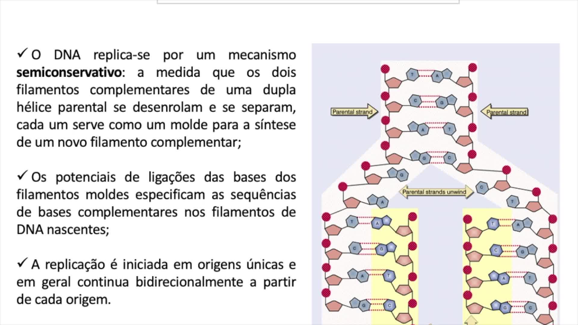 Quais São Os Exemplos De Ácidos Nucleicos